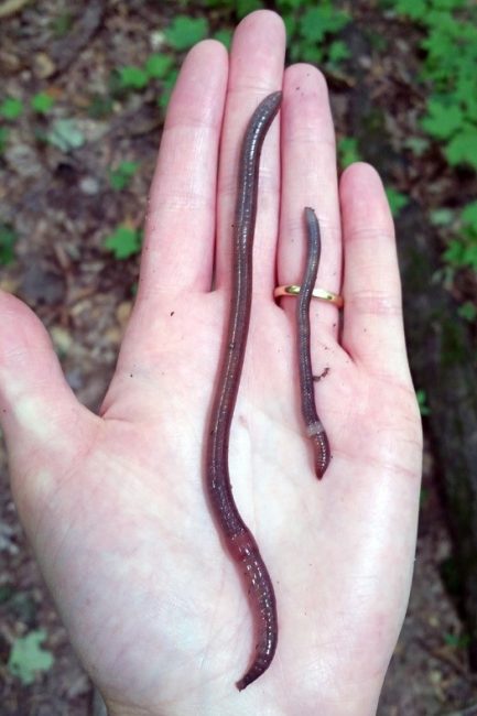 Invasive Jumping Worms Continue to Spread! – Extension Winnebago County
