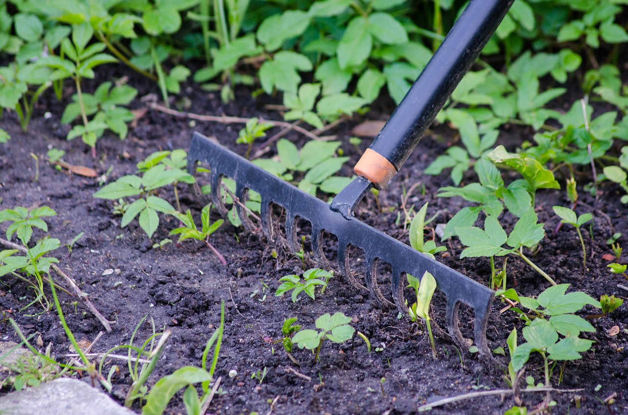 A rake in a garden.